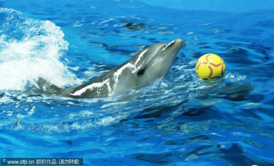 一只叫“穆勒”的海豚带球飞奔。