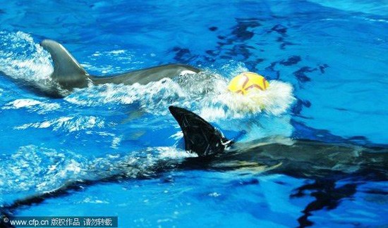 海豚“比利亚”(左一)和“克洛泽”(右一)在中场抢球。