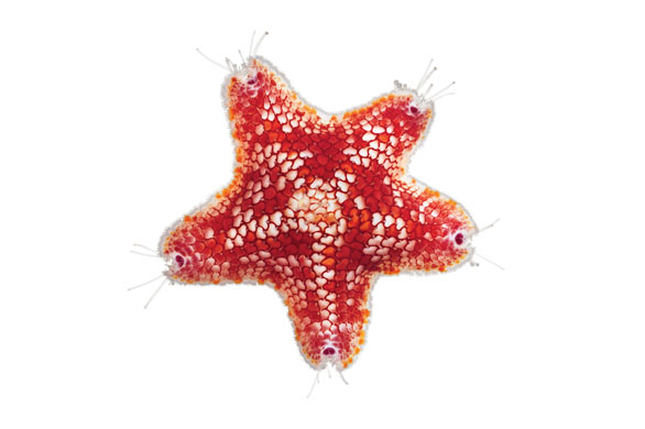 海星