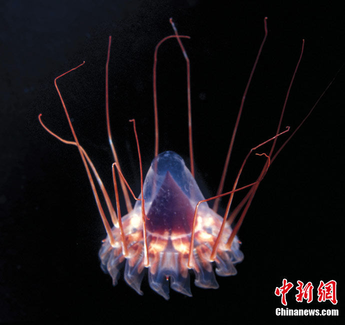 高科技拍摄澳州珊瑚深海“异形”动物(高清组图)