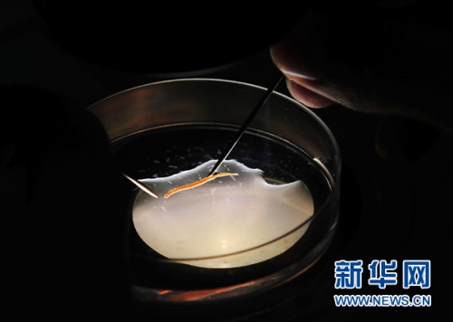 北极科考：在深海“采泥”探寻“龙宫”奥秘
