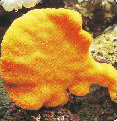  海绵 