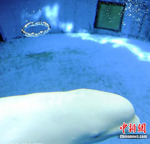 白鲸从呼吸孔吐出的圆形水泡似神话中的天使头顶的光环造型
