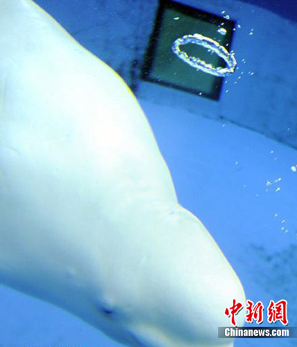 图为白鲸在吐泡