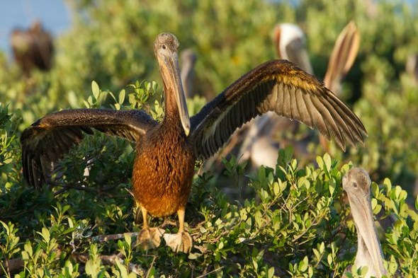 油污满身的褐鹈鹕(图片提供：Gerrit Vyn, Cornell Lab of Ornithology)