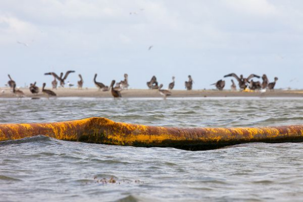  拦油栅与褐鹈鹕(图片提供：Gerrit Vyn, Cornell Lab of Ornithology)