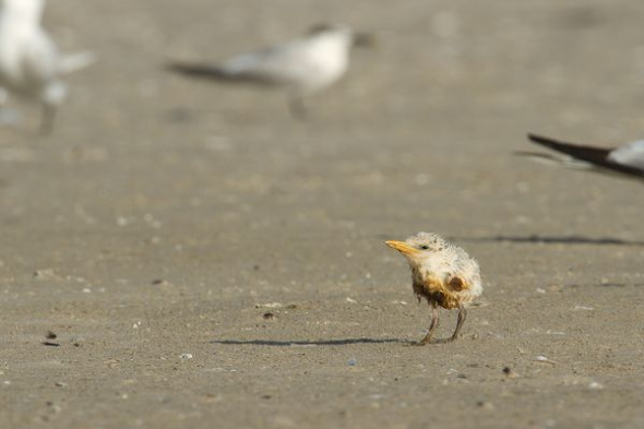  刚出生的王凤头燕鸥(图片提供：Gerrit Vyn, Cornell Lab of Ornithology)