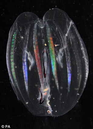 栉水母则是一种水母