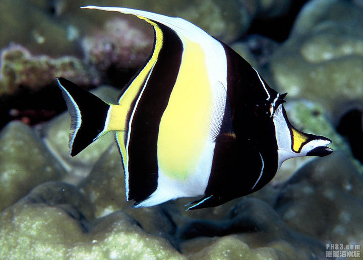 神像
角蝶
灰镰鱼
角镰鱼
Moorish idol
Zanclus cornutus
Zanclus canescens