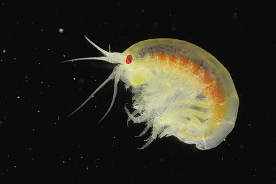 端足类生物