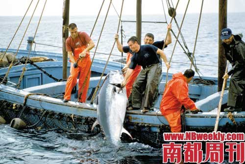 蓝鳍金枪鱼面临灭绝 80%被日本消费