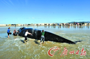 科技时代_40吨重巨鲸搁浅巴西海滩生命垂危