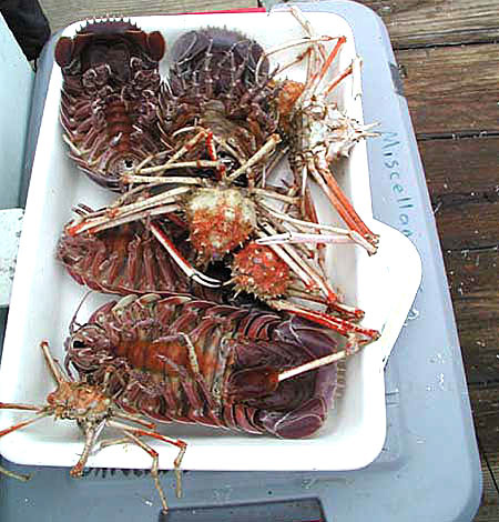 捕捉巨型深海大虱