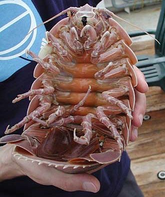 巨型深海大虱的下腹
