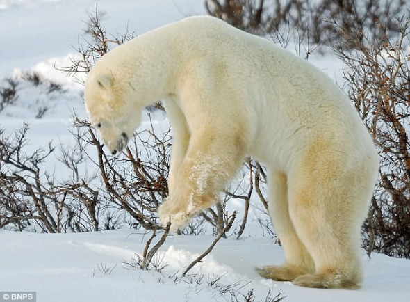 摄影师拍到北极熊雪地玩前滚翻(组图)