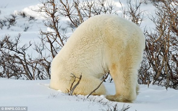 摄影师拍到北极熊雪地玩前滚翻(组图)