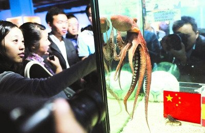 深海章鱼亮相合肥海洋馆 将预测亚运会(图)