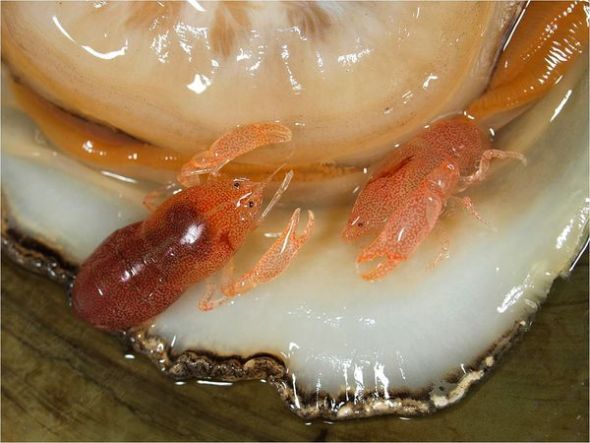 小虾庇护所