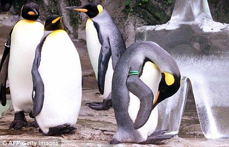 企鹅鳍肢上被贴上标签