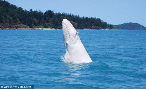 澳大利亚发现纯白色座头鲸(图)