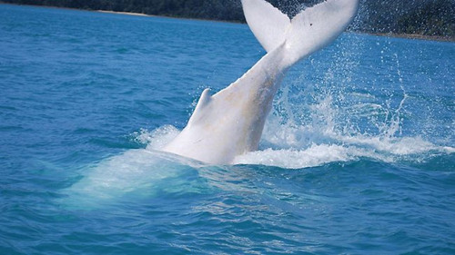 澳大利亚发现纯白色座头鲸(图)