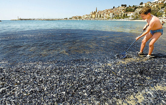 水母入侵法国马赛海滩的情形