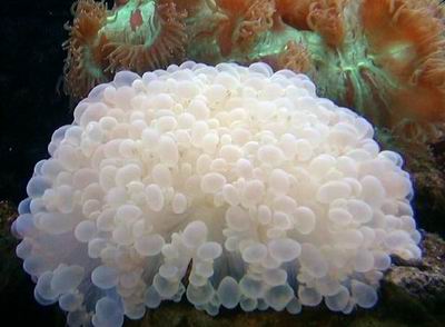 海洋科普 海洋知识大全 气泡珊瑚 >>正文内容