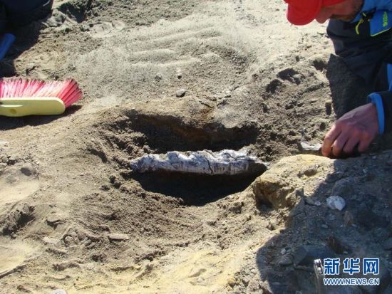这是科学家在南极地区发掘4900万年前生活的鲸的化石。
