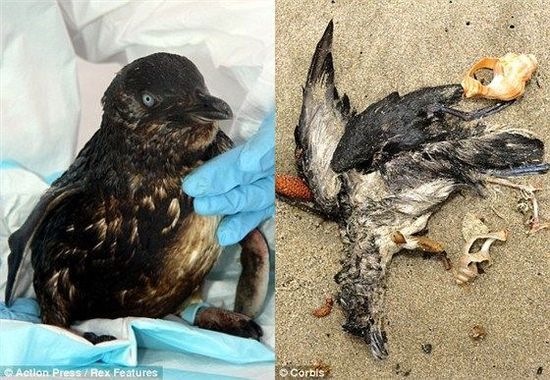新西兰漏油事故致大量海鸟死亡政府急救援(图)