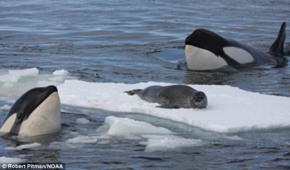 南极，2头虎鲸围住一只海豹，而后采取团队协作的方式将海豹弄下水