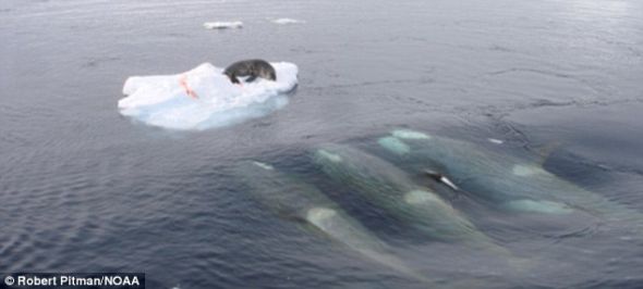 3头虎鲸在游向浮冰过程中形成大波浪，试图将浮冰上的海豹赶下水