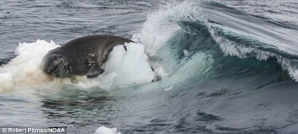 在虎鲸的攻击下，海豹显得非常无助，最后落入水中