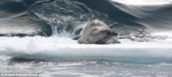 虎鲸制造出一道水墙，冲击浮冰，最后将海豹弄下水