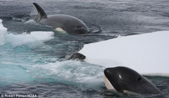 海豹拼命往浮冰上爬，但虎鲸已经做好突袭准备，最终的命运我们可想而知