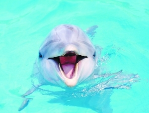 海豚说话和人相似通过组织振动发声