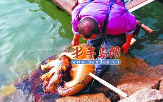 胶州湾惊现100斤大海蜇专家称其毒性很厉害