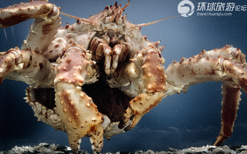 横行海底的巨型螃蟹