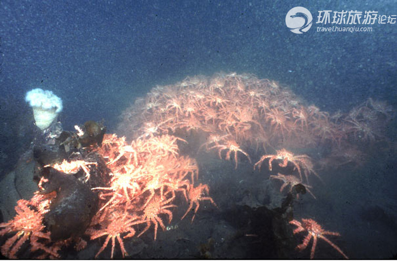 横行海底的巨型螃蟹