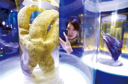 青岛北极海星长1米
