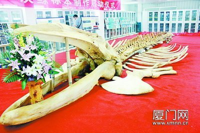 “灰鲸之王”标本落户厦门 海洋专家揭秘幕后过程