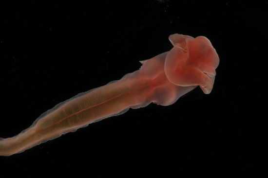在北大西洋新发现的一种柱头虫，粉红色