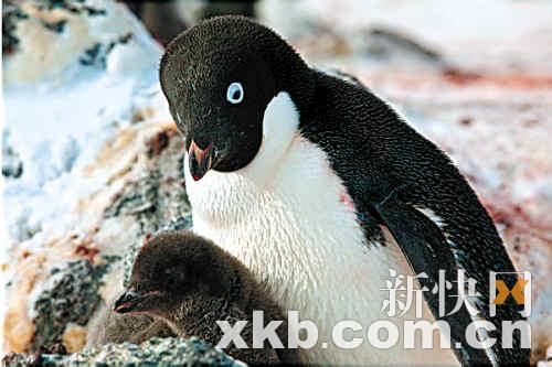 罗伊德斯海角一个冰冷的早晨，刚满月的幼企鹅正依偎着母亲取暖