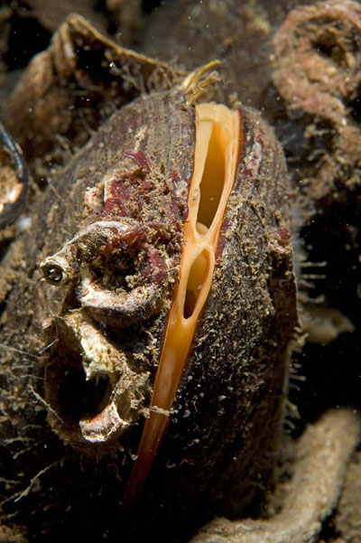 凯斯内斯附近海域发现苏格兰最大的Horse Mussel 群体，这些生长缓慢的软体动物可以活到近50岁