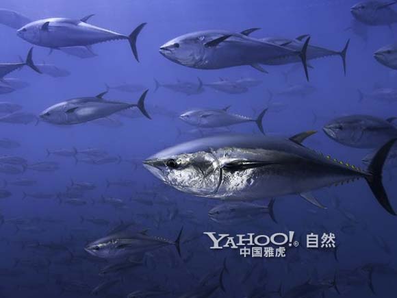 蓝鳍金枪鱼