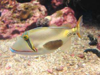 18种小丑鱼现身海洋生物博物馆主题展