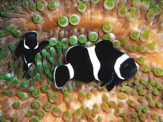 18种小丑鱼现身海洋生物博物馆主题展