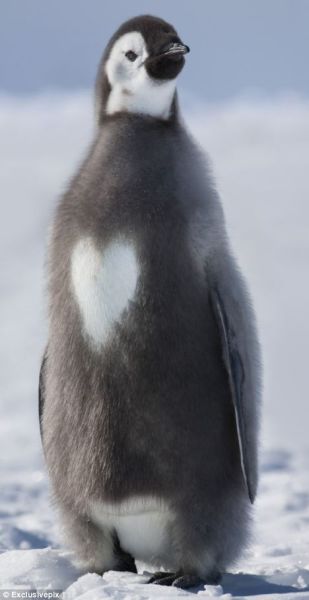 这只幼年帝企鹅胸前的羽毛呈心形图案。获奖摄影师苏·佛拉德在南极拍摄到这张照片。