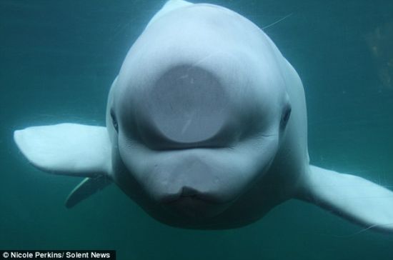 白鲸朱诺为了看游客看得更清楚，使劲把脸贴在水族馆的玻璃上，结果压扁了鼻子和下巴。
