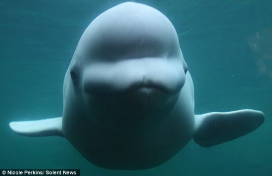 朱诺是这里的3头白鲸之一，与神秘水族馆里的其他鲸共享着一个占地1英亩、名叫北极海岸的室外栖息地。