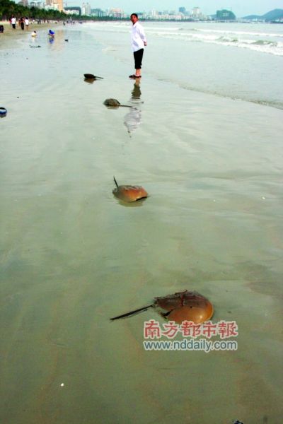 海南三亚湾发现大量死海鲎